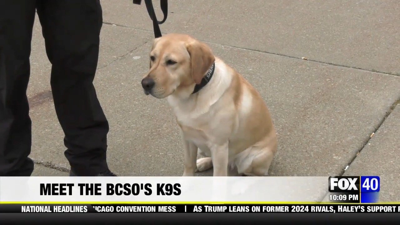 Meet the K9s keeping Broome County safe