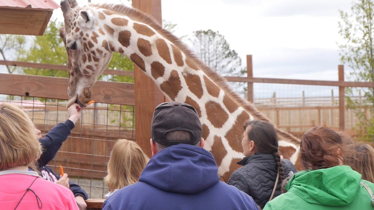 People Around the World Attend Animal Adventure's Opening Day - FOX 40 ...