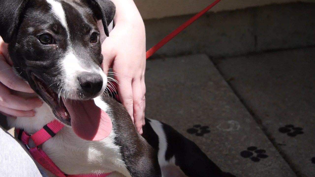 County Executives Promote Broome County Dog Shelter WICZ