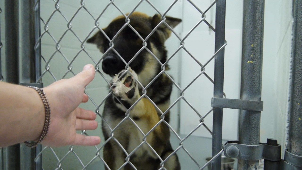 Broome County Dog Shelter Reopens WICZ