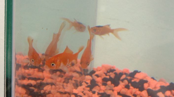 Goldfish Racing Event to Fundraise for Local Toys for Tots - WICZ