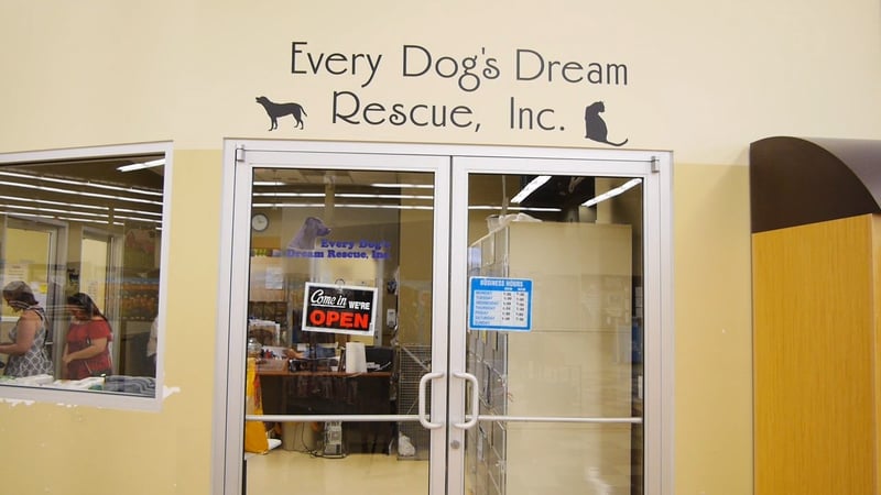 grrrage sale to raise money for every dog s dream rescue fox 40