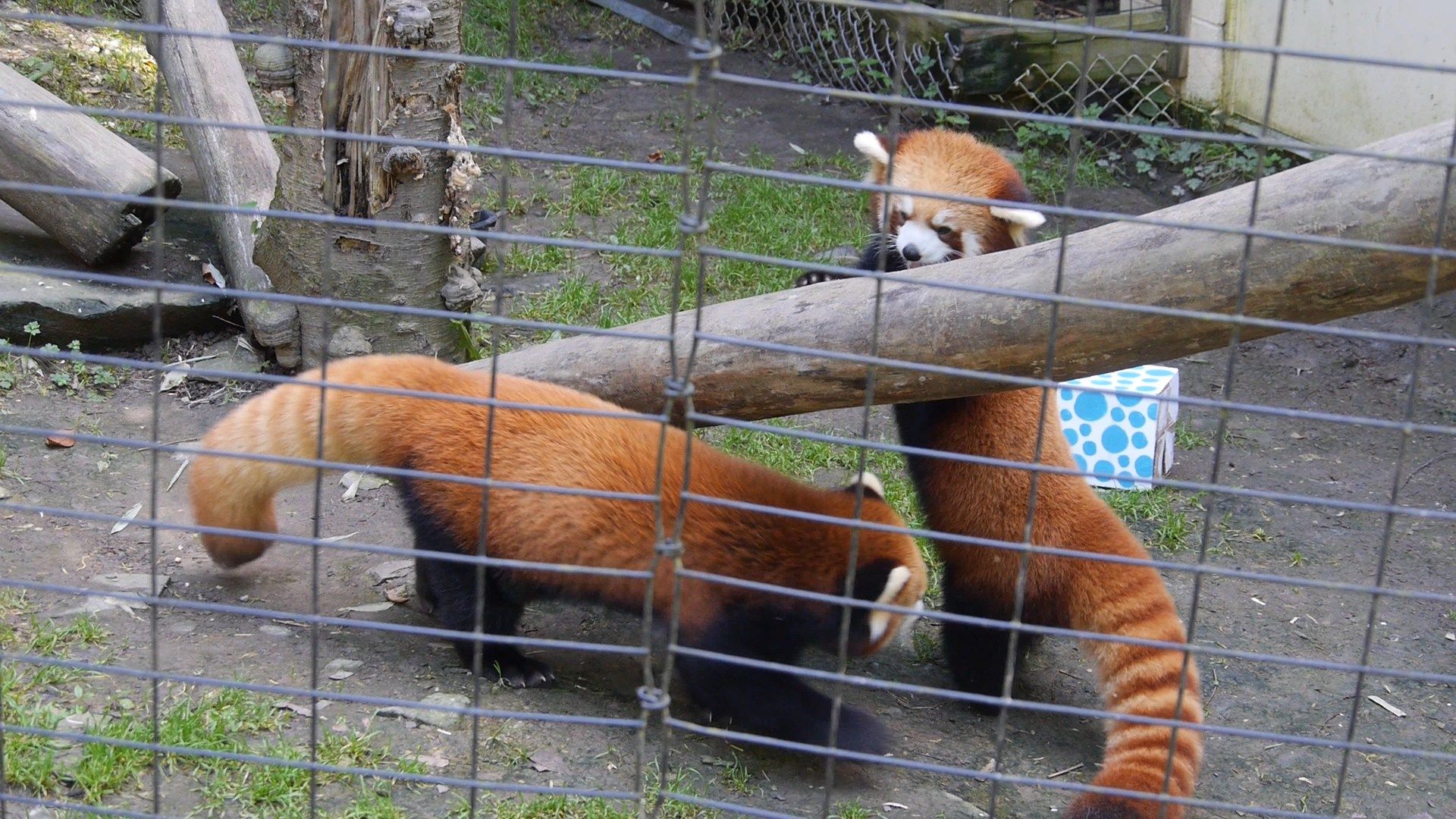 Red Panda Conservation Weekend at Binghamton Zoo - WICZ