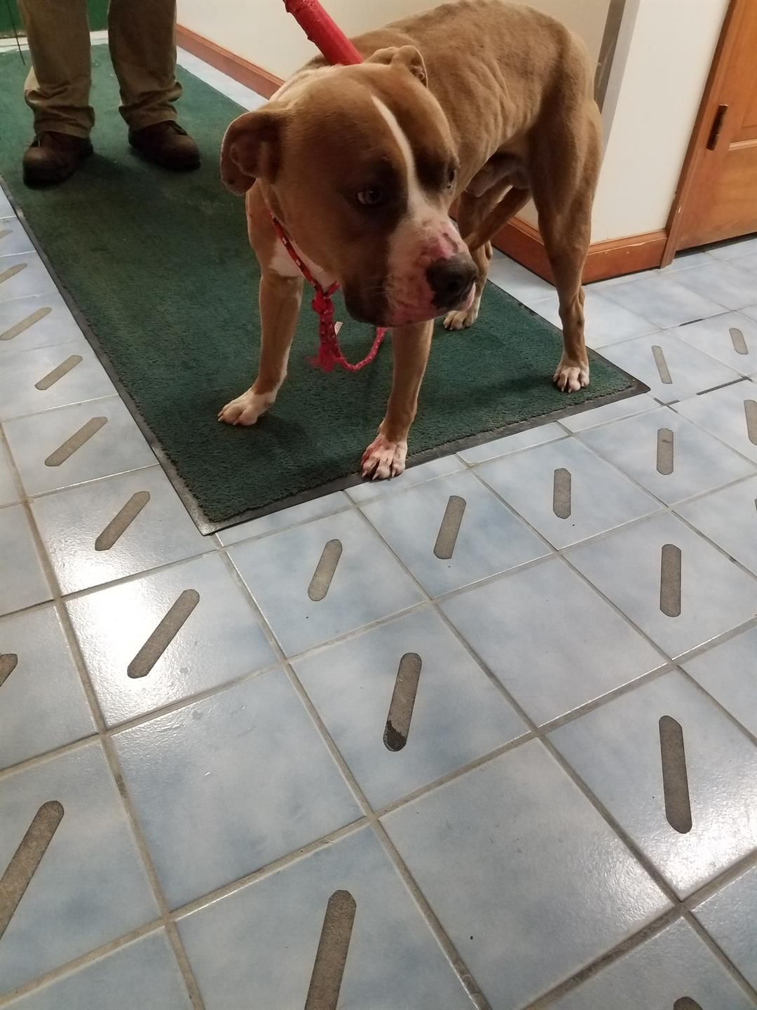 Dog Tied Up In Woods, Left To Die WICZ