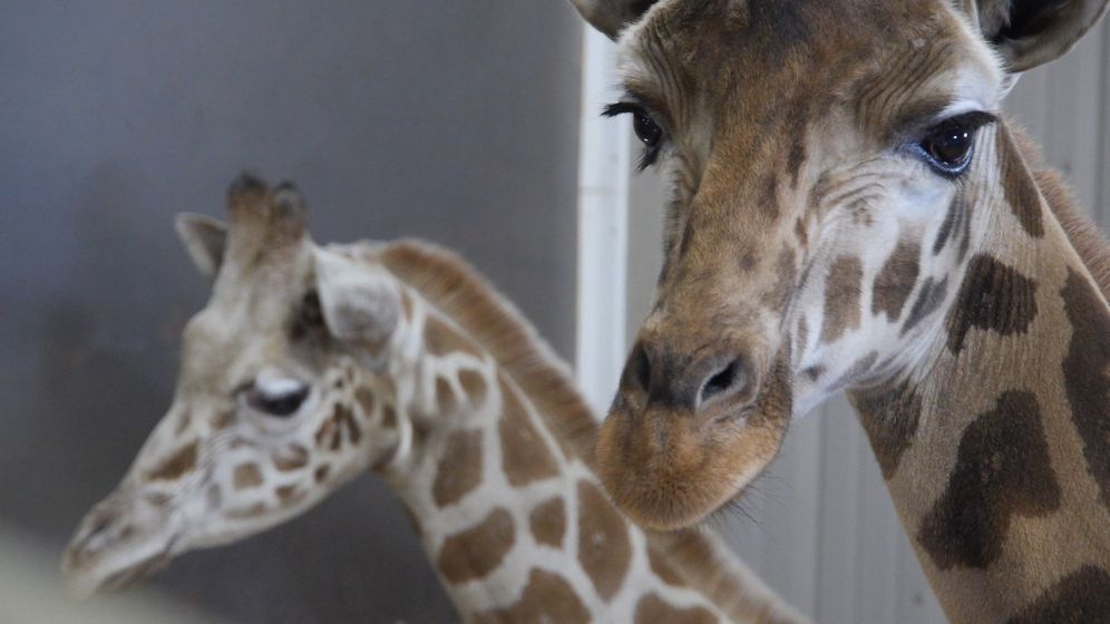 Giraffe Family Keeps Growing Animal Adventure Welcomes New Gira Wicz