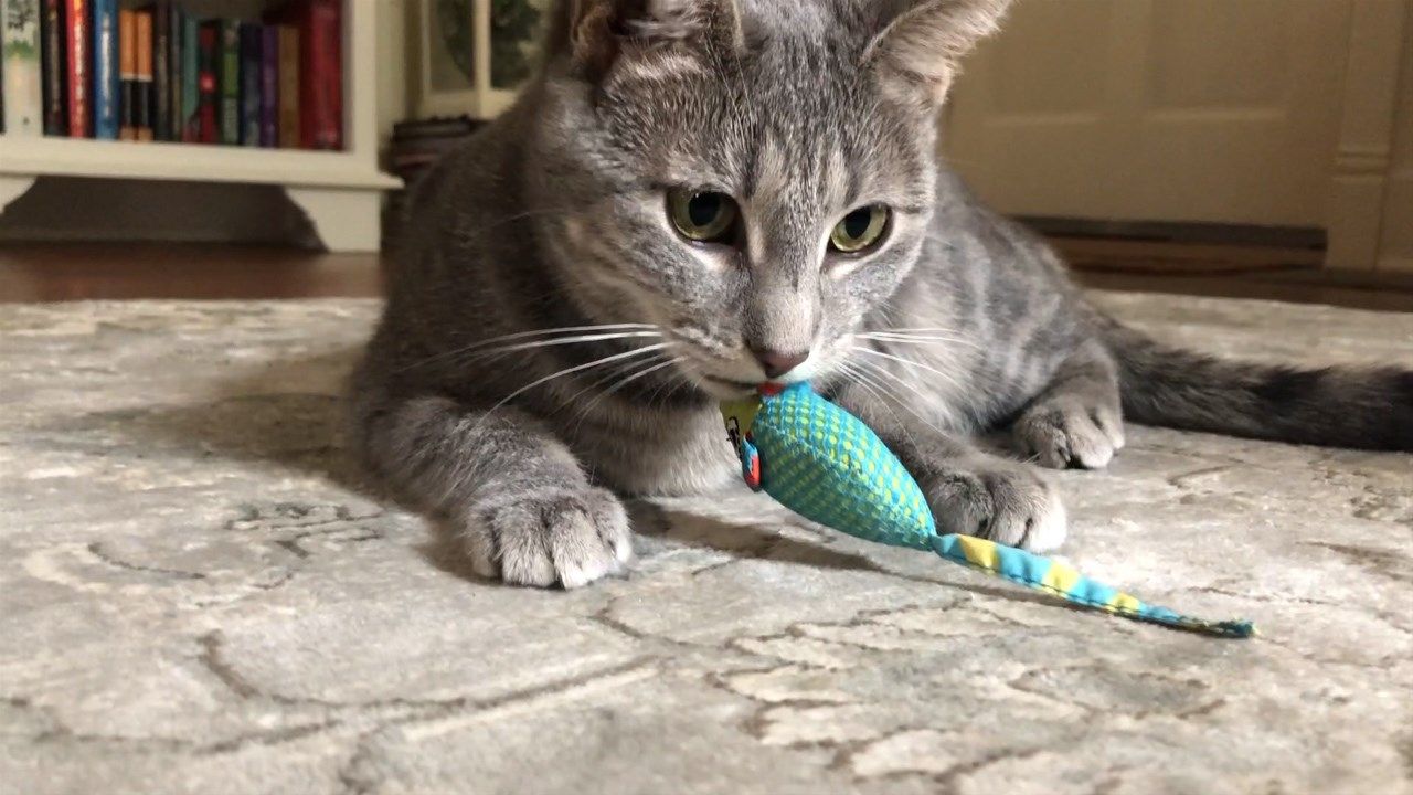 Why Are Cats Getting Coronavirus And What Can Owners Do To Protect Pets