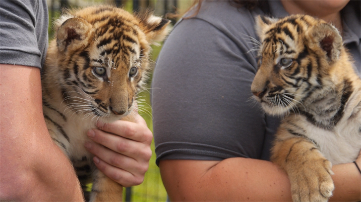 animal tigers cubs