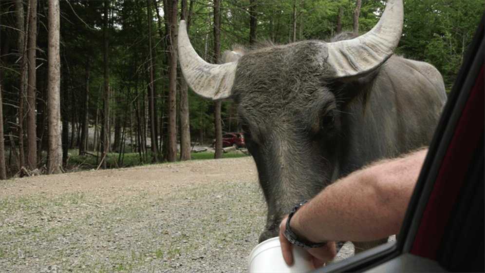 Animal Adventure Park is Adding The Preserve a Safari Style Zoo - WICZ Animal Adventure Park is Adding The Preserve a Safari Style Zoo - WICZ