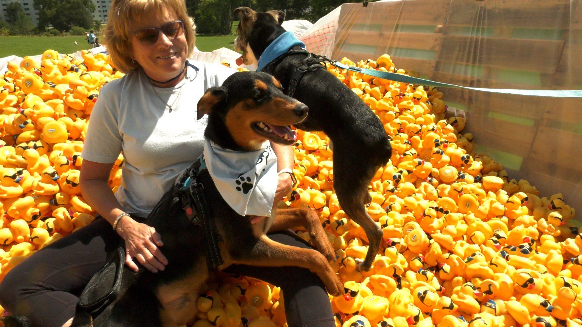 The Broome County Humane Society Holds Annual "Duck Derby" - WICZ