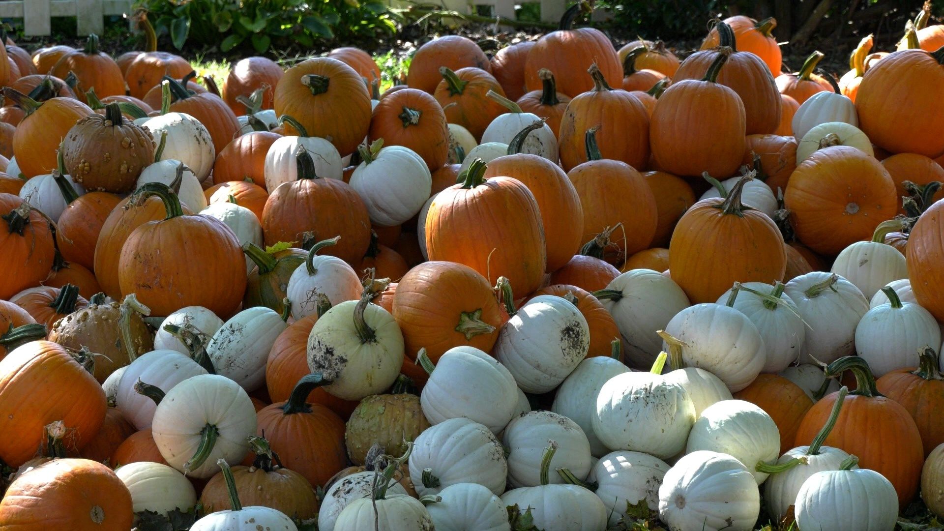 The Great Pumpkin Competition Returns to Iron Kettle Farm WICZ